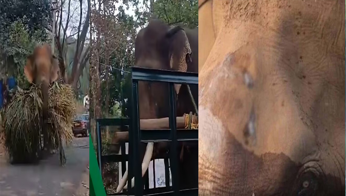 മസ്തകത്തിന് മുറിവേറ്റ കൊമ്പന്റെ ചികിത്സ : കുങ്കിയാനയെ എത്തിച്ചു; ആനയെ കോടനാട് ആനക്കൊട്ടിലിലേക്ക് മാറ്റും