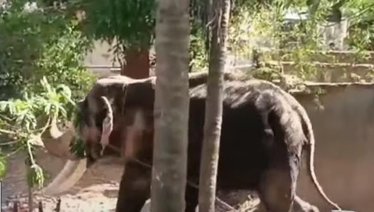 ഉ​ത്സ​വ​ത്തി​നി​ടെ ആ​ന​യി​ട​ഞ്ഞു; ര​ണ്ടു​പേ​ർ​ക്ക് ദാ​രു​ണാ​ന്ത്യം