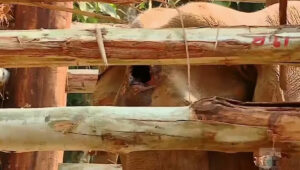 അതിരപ്പിള്ളിയില്‍ മസ്തകത്തില്‍ മുറിവേറ്റ് ചരിഞ്ഞ കൊമ്പന്റെ പോസ്റ്റ്‌മോര്‍ട്ടം റിപ്പോര്‍ട്ട് പുറത്ത്