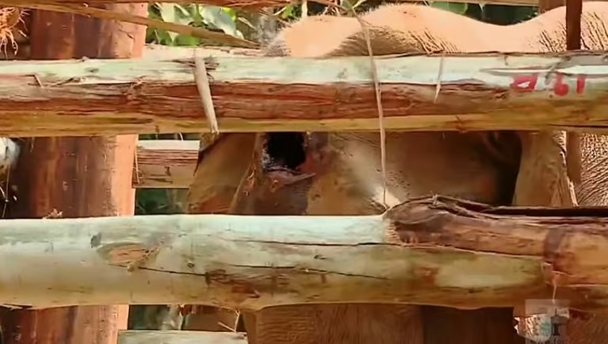 അതിരപ്പിള്ളിയില്‍ മസ്തകത്തില്‍ മുറിവേറ്റ് ചരിഞ്ഞ കൊമ്പന്റെ പോസ്റ്റ്‌മോര്‍ട്ടം റിപ്പോര്‍ട്ട് പുറത്ത്