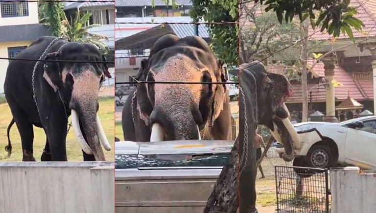 ഇടക്കൊച്ചിയിൽ ഉത്സവത്തിന് കൊണ്ടുവന്ന ആനയിടഞ്ഞു; നിരവധി വാഹനങ്ങൾ തകർത്തു