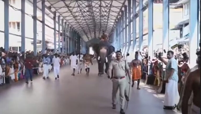 ഗുരുവായൂര്‍ ആനയോട്ടം; കൊമ്പന്‍ ബാലു വിജയി