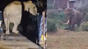 മൂന്നാറിൽ വീണ്ടും പടയപ്പ ഇറങ്ങി; ഒരു വീട് ഭാ​ഗികമായി തകർത്തു