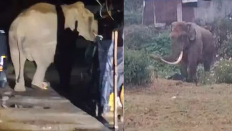 മൂന്നാറിൽ വീണ്ടും പടയപ്പ ഇറങ്ങി; ഒരു വീട് ഭാ​ഗികമായി തകർത്തു