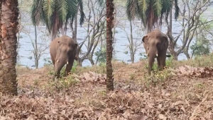 ആരോഗ്യം വീണ്ടെടുത്ത് ഏഴാറ്റുമുഖം ഗണപതി; മയക്കുവെടിവയ്ക്കേണ്ടെന്ന് തീരുമാനം