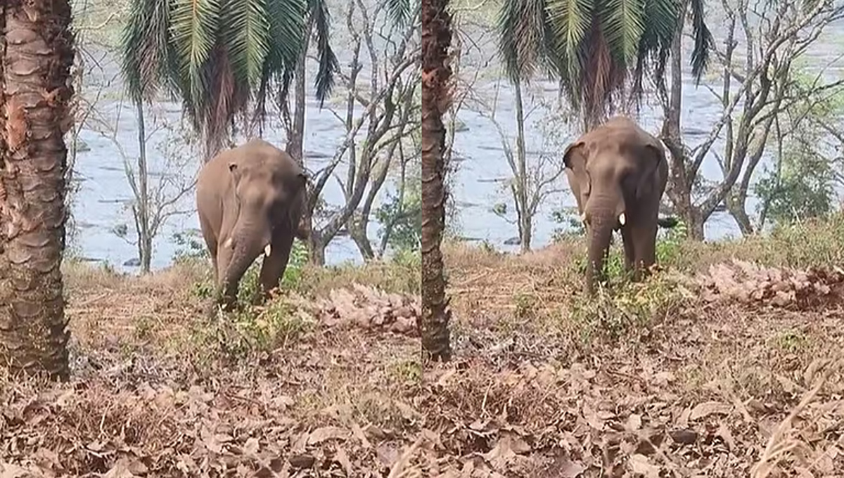 ആരോഗ്യം വീണ്ടെടുത്ത് ഏഴാറ്റുമുഖം ഗണപതി; മയക്കുവെടിവയ്ക്കേണ്ടെന്ന് തീരുമാനം