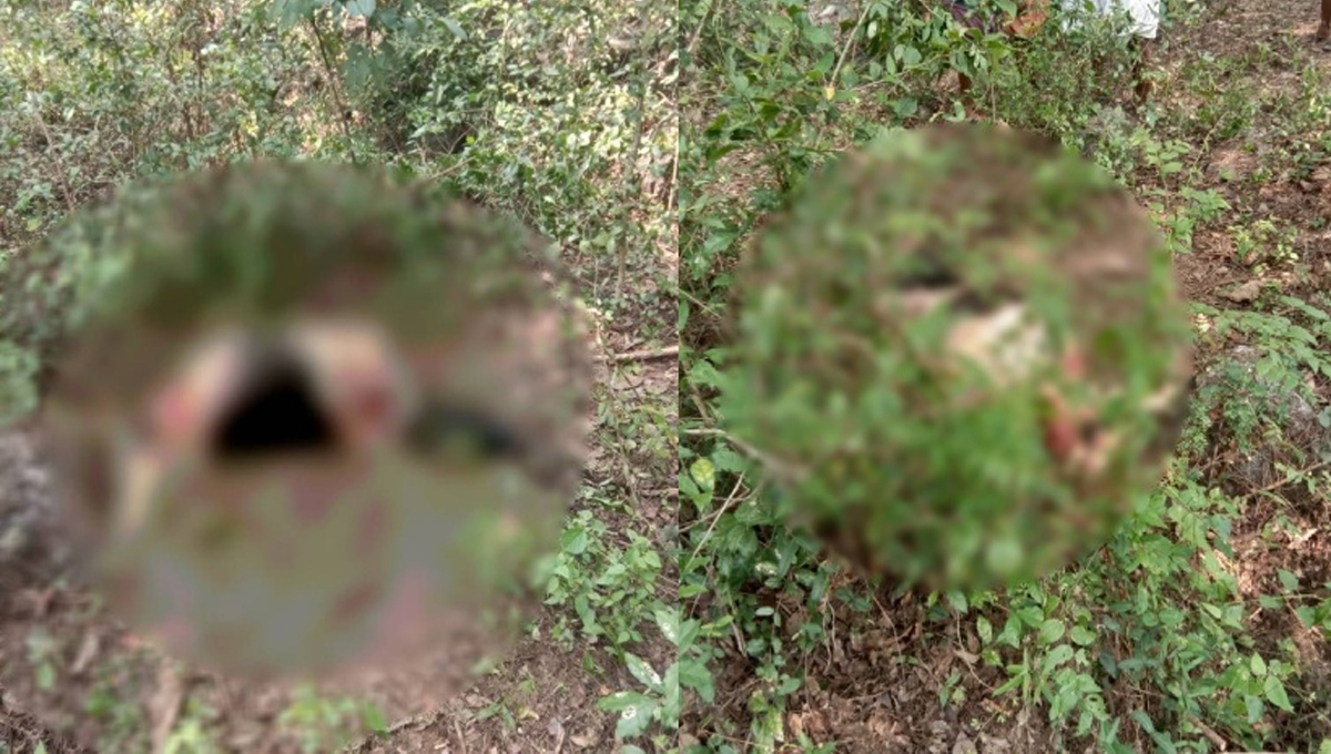 പാലക്കാട് പശുവിനെ മോഷ്ടിച്ച് കൊന്ന് ഇറച്ചിയാക്കി കടത്തി; ശരീരാവശിഷ്ടങ്ങൾ കാട്ടിൽ ഉപേക്ഷിച്ചു