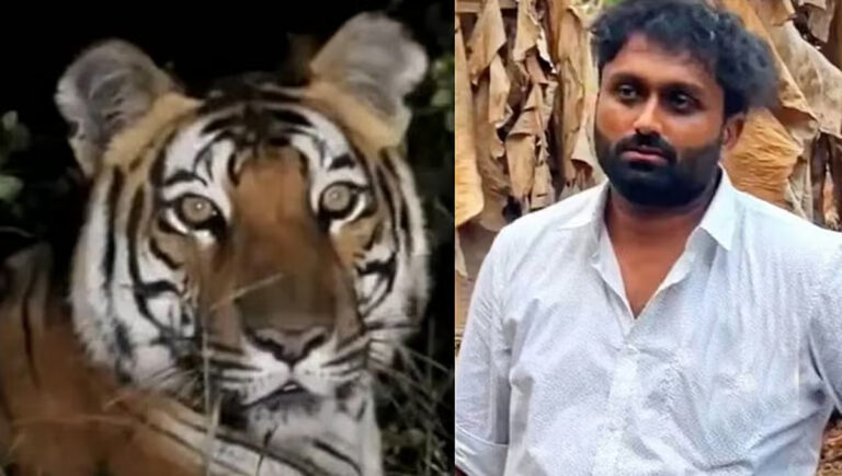 കടുവയുടെ വ്യാജ വീഡിയോ പ്രചരിപ്പിച്ച് പരിഭ്രാന്തി പരത്തി; മലപ്പുറത്ത് യുവാവ് അറസ്റ്റില്‍