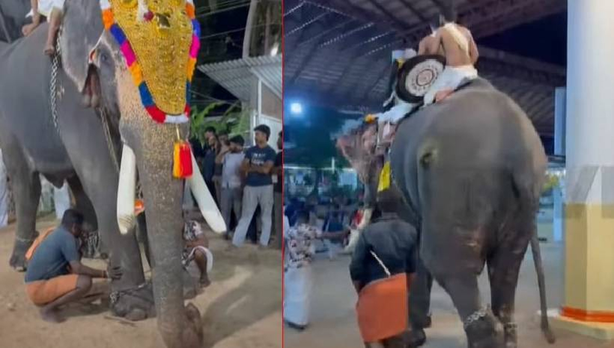 കണ്ണൂരിൽ പൊട്ടിയൊലിക്കുന്ന മുറിവുകളുമായി ആനയുടെ എഴുന്നള്ളിപ്പ്