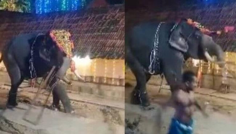 തി​രു​വ​ന​ന്ത​പു​രത്ത് എ​ഴു​ന്ന​ള്ളി​പ്പി​നി​ട​യി​ല്‍ ആ​ന ഇ​ട​ഞ്ഞു; ചു​റ്റ​മ്പ​ലം ത​ക​ര്‍​ത്തു