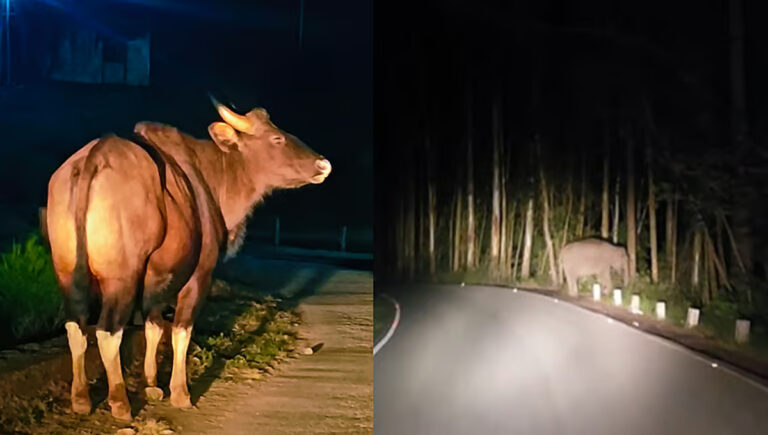 മൂന്നാറില്‍ ഭീതി പരത്തി കാട്ടാനക്കൂട്ടവും കാട്ടുപോത്തും