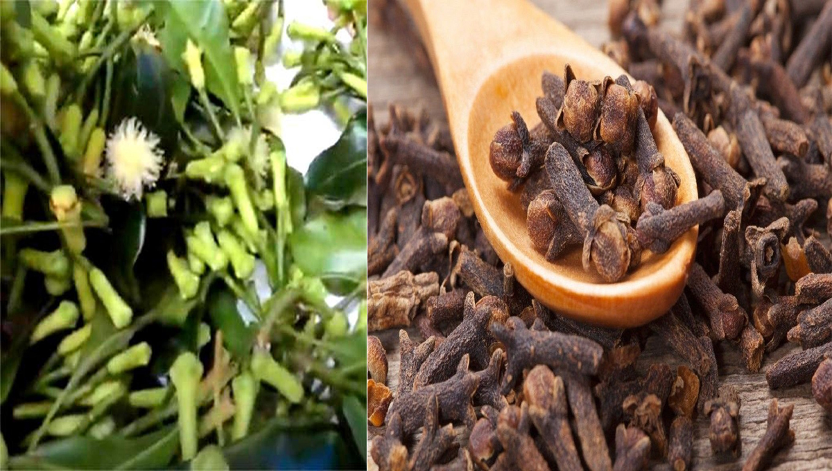 നിറവും വലുപ്പവും; തലനാടൻ ​ഗ്രാമ്പൂവിന് ഭൗമസൂചികാ പദവി