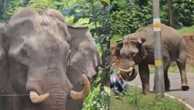 ഭീതി പടർത്തി വയനാട് ജനവാസ മേഖലയിൽ കാട്ടാന ഇറങ്ങി