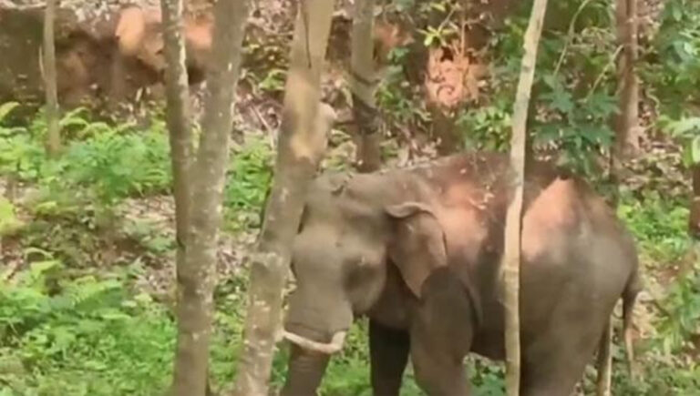 നി​ല​മ്പൂ​രി​ല്‍ വ​ന​പാ​ല​ക​ര്‍​ക്ക് നേ​രെ പാ​ഞ്ഞ​ടു​ത്ത് കാ​ട്ടാ​ന; ഒ​രാ​ള്‍​ക്ക് വീ​ണ് പ​രി​ക്ക്