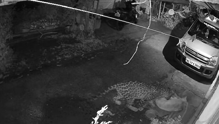 ദേവികുളത്ത് വീണ്ടും പുലി; വീട്ടുമുറ്റത്ത് കിടന്ന വളർത്തു നായയെ പുലി കൊണ്ടുപോയി