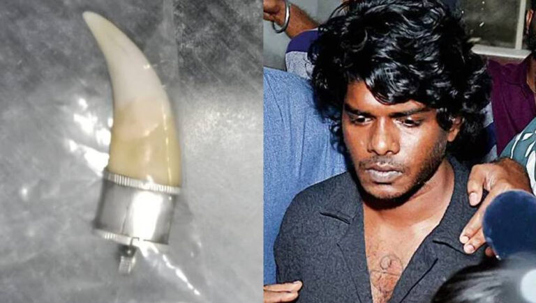 പുലിപ്പല്ല് കേസ്; വകുപ്പ് മന്ത്രിയുടെ നിലപാട് സേനയുടെ വീര്യം കെടുത്തി, തത്കാലം അന്വേഷണം തുടരേണ്ടതില്ല : വനംവകുപ്പ്