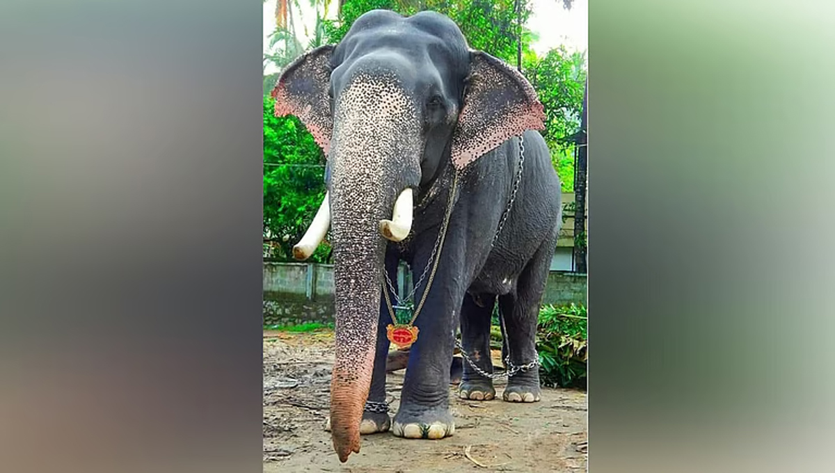 ഗുരുവായൂർ ദേവസ്വം കൊമ്പൻ ​​ഗോപീകണ്ണൻ ചരിഞ്ഞു