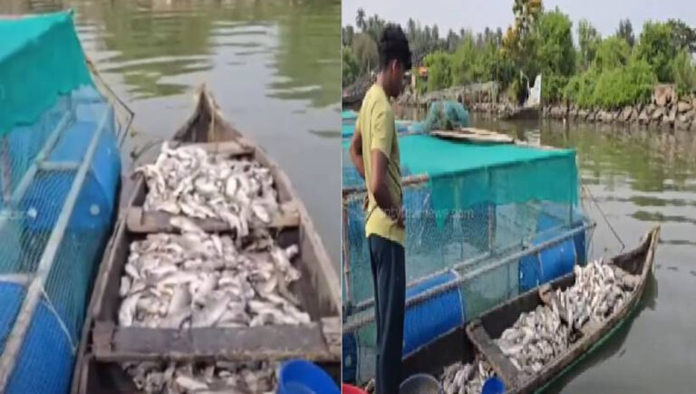 പൊന്നാനിയിൽ ഭാരതപ്പുഴയിൽ മത്സ്യകൃഷിയുടെ ഭാഗമായി വളർത്തിയ മത്സ്യങ്ങൾ ചത്തുപൊങ്ങി