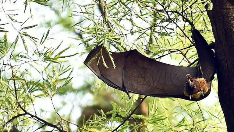 കുറച്ചു ദിവസം മുന്‍പ് കോഴികള്‍ കൂട്ടത്തോടെ ചത്തു; നിപ ബാധിച്ചത് വീട്ടില്‍നിന്നു തന്നെ പുറത്തിറങ്ങാത്ത 42കാരിക്ക്