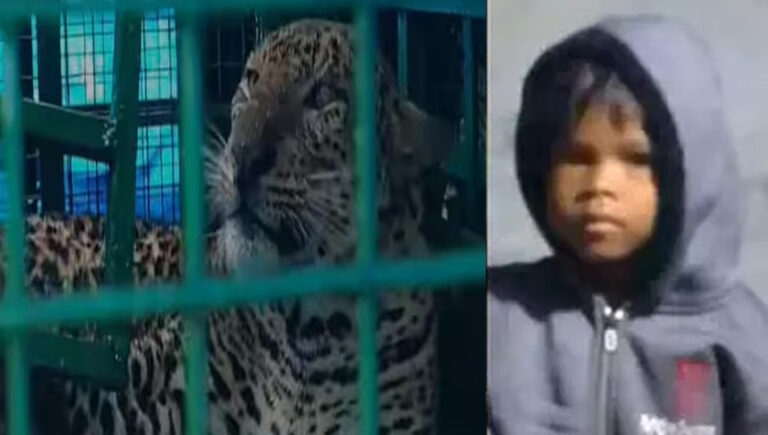 വാല്‍പ്പാറയില്‍ നാലു വയസുകാരിയെ കൊലപ്പെടുത്തിയ നരഭോജി പുലി ഒടുവില്‍ കെണിയില്‍