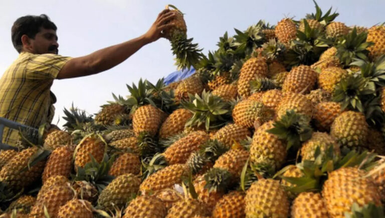 സംസ്ഥാനത്ത് പൈ​നാ​പ്പി​ൾ വി​ല റെ​ക്കോ​ർഡി​ലേ​ക്ക്