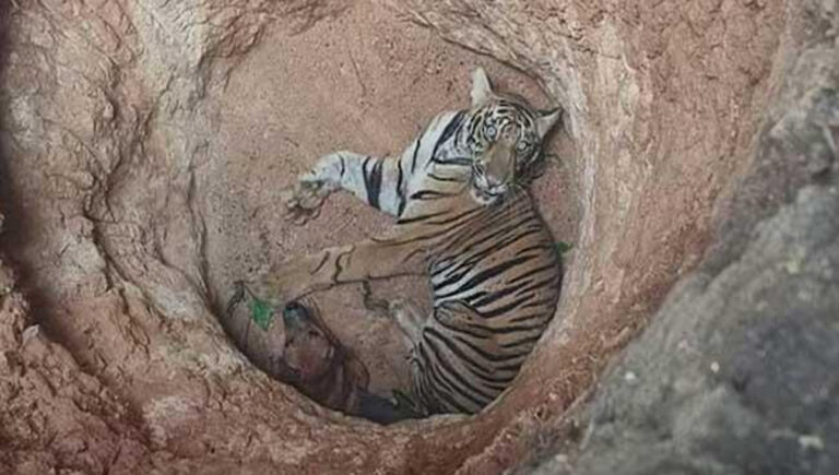 ഇടുക്കിയിൽ കടുവ കൃഷിത്തോട്ടത്തിലെ കുഴിയിൽ വീണു; മയക്കുവെടി വെച്ച് പിടികൂടാൻ ശ്രമം