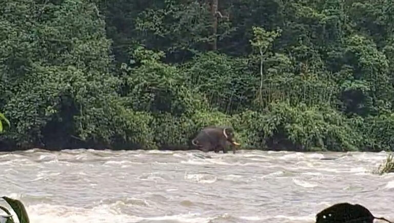 വാഴച്ചാലില്‍ പുഴയില്‍ ഒഴുക്കില്‍പ്പെട്ട കാട്ടാനയെ വനം വകുപ്പ് രക്ഷപ്പെടുത്തി