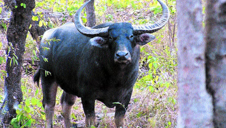 വയനാട്ടിൽ വിരണ്ടോടിയ പോത്തിനെ വെടിവച്ചു; പെല്ലറ്റ് കൊണ്ട് 2 പേർക്ക് പരുക്ക്