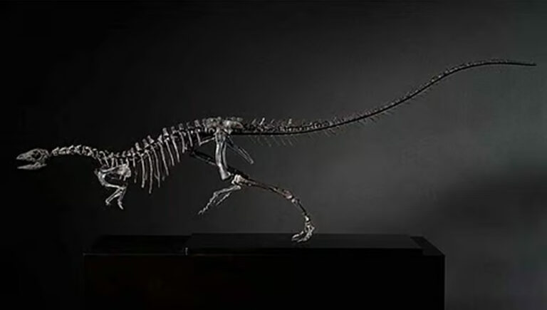 ദിനോസര്‍ വംശത്തില്‍ പുതിയൊരു ഇനം കൂടി; ലാബ്രഡോര്‍ നായയുടെ വലിപ്പമുള്ള എനിഗ്മാക്‌സര്‍സര്‍