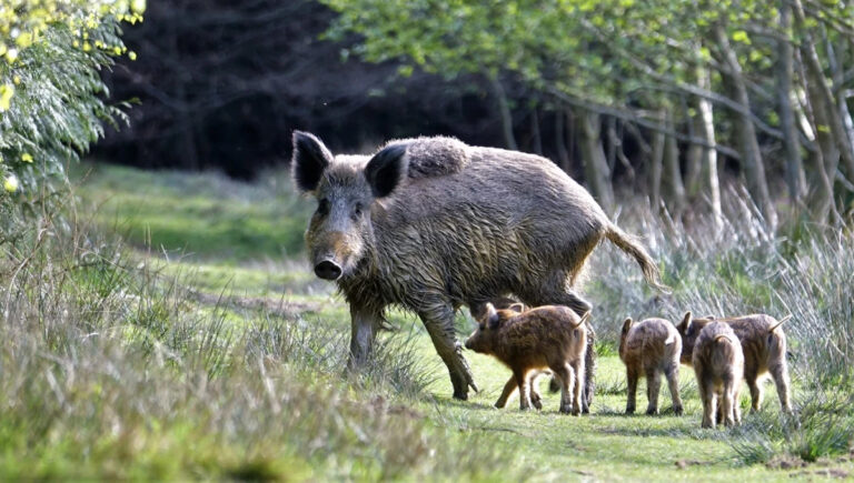 ഇടുക്കിയില്‍ കാട്ടുപന്നി ആക്രമണത്തില്‍ സ്‌കൂട്ടര്‍ യാത്രികയ്ക്ക് പരിക്കേറ്റു