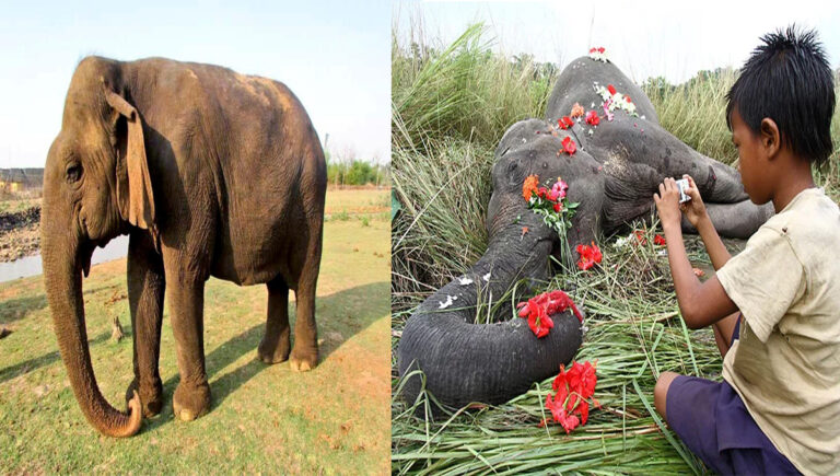 ഏഷ്യയിലെ ഏറ്റവും പ്രായമേറിയ ആന ‘ഡാ‍ഡി മാ’ എന്ന വത്സല ചെരിഞ്ഞു