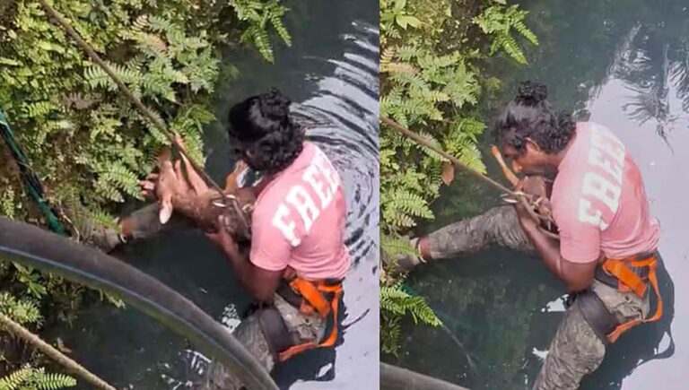 കിണറ്റില്‍ മുങ്ങിത്താഴ്ന്ന് മാന്‍കുഞ്ഞ്; സിപിആറും കൃത്രിമ ശ്വാസവും നല്‍കി ജീവന്‍ രക്ഷിച്ച് വനംവകുപ്പ്