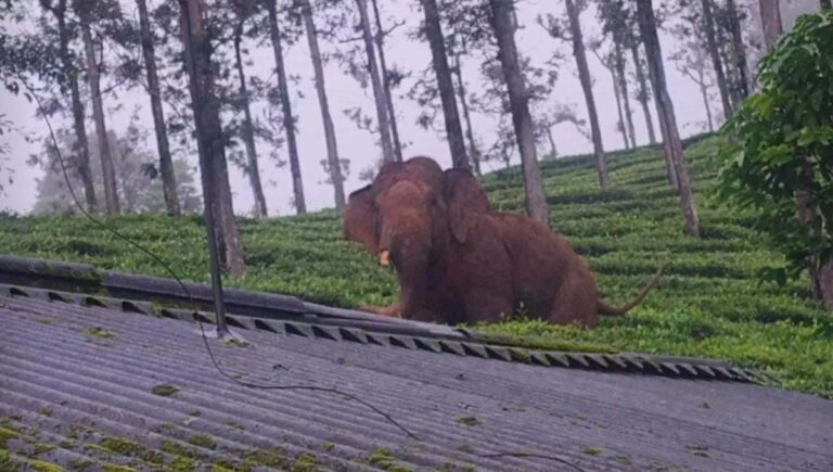 നീലഗിരിയിൽ കാട്ടാന ആക്രമണത്തിൽ തോട്ടം തൊഴിലാളി കൊല്ലപ്പെട്ടു
