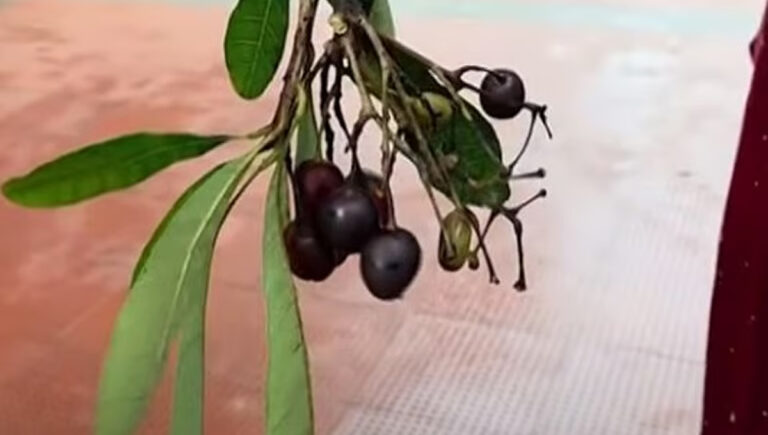 താമരശ്ശേരിയില്‍ ഞാവല്‍പ്പഴമെന്ന് കരുതി വിഷക്കായ കഴിച്ച വിദ്യാര്‍ഥി ചികിത്സയില്‍