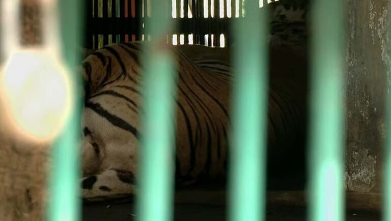 തിരുവനന്തപുരം മൃഗശാലയില്‍ കൂട് വൃത്തിയാക്കുന്നതിനിടെ ജീവനക്കാരനെ കടുവ ആക്രമിച്ചു