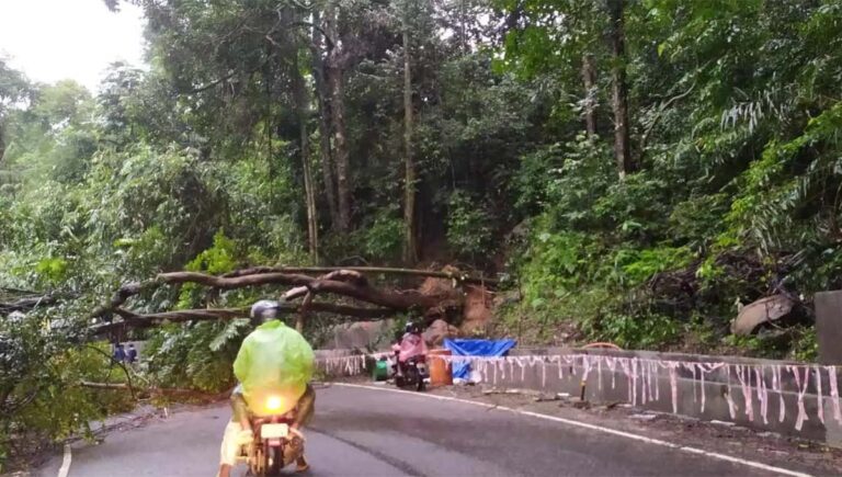 കൊച്ചി – ധനുഷ്‌കോടി ദേശീയപാതയിൽ മരം വീണ് ഗതാഗതം തടസ്സപ്പെട്ടു
