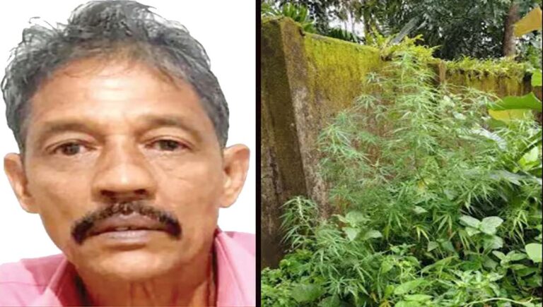 പത്തനംതിട്ടയിൽ പാട്ടത്തിനെടുത്ത സ്ഥലത്ത് കഞ്ചാവ് കൃഷി; പ്രതി പിടിയില്‍