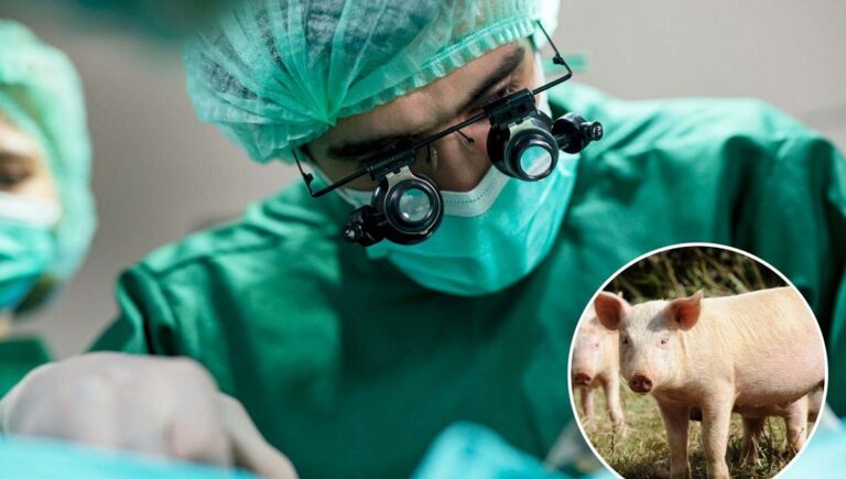 ലോകത്ത് ആദ്യമായി മനുഷ്യനില്‍ പന്നിയുടെ ശ്വാസകോശം മാറ്റിവെക്കല്‍ ശസ്ത്രക്രിയ വിജയകരമായി പരീക്ഷിച്ച് ചൈന