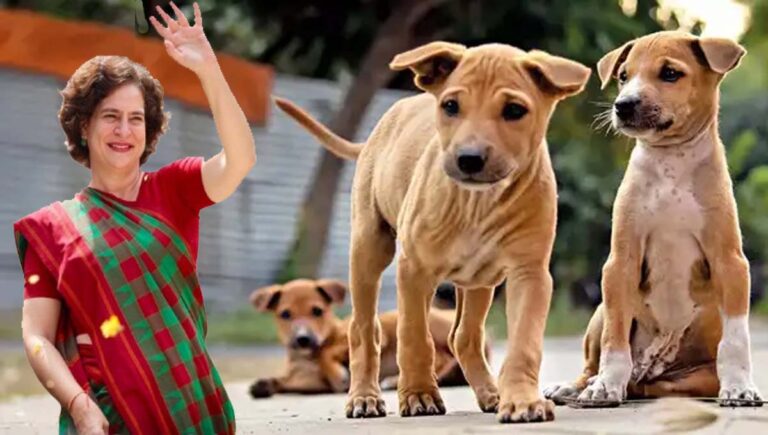 നായകള്‍ കാണാന്‍ ഭംഗിയുള്ള പാവം ജീവികള്‍; ഷെല്‍ട്ടറില്‍ അടയ്ക്കുന്നത് ക്രൂരം : പ്രിയങ്ക ഗാന്ധി