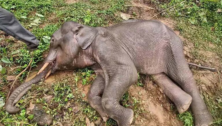 ആറളം ഫാമില്‍ വേര്‍പെട്ട നിലയില്‍ ആനയുടെ അസ്ഥികൂടം; സമീപം അവശനിലയില്‍ കുട്ടിയാന