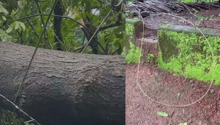 വടകരയില്‍ വൈദ്യുതി ലൈന്‍ വീട്ടുമുറ്റത്തേക്ക് പൊട്ടി വീണ് വീട്ടമ്മക്ക് ദാരുണാന്ത്യം