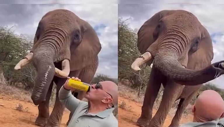 കെനിയൻ വന്യജീവി സങ്കേതത്തിലെ ആനയ്ക്ക് ബിയർ കൊടുത്തു; സ്പാനിഷ് സഞ്ചാരിക്കെതിരേ കേസ്