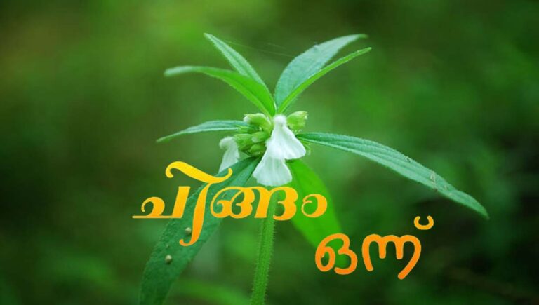 പുതിയ പ്രതീക്ഷകളോടെ ഇന്ന് ചിങ്ങം ഒന്ന് പൊന്നിൻ പുലരി