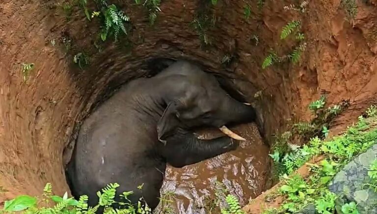 കോതമംഗലത്ത് ജനവാസ മേഖലയില്‍ കാട്ടാന കിണറ്റില്‍ വീണു