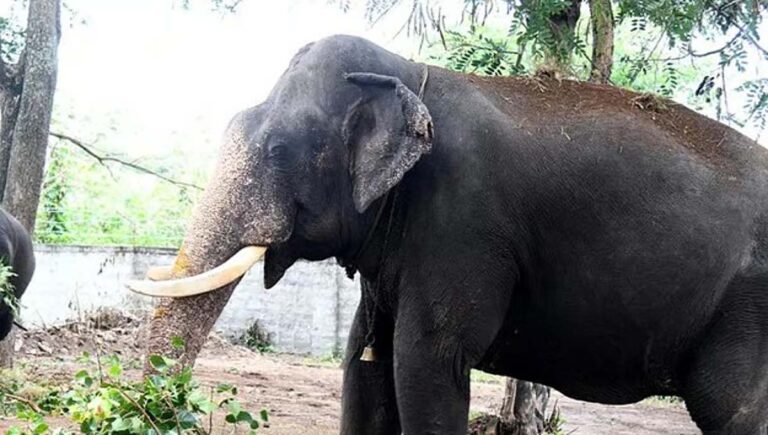 ഹരിപ്പാട് സുബ്രഹ്മണ്യ ക്ഷേത്രത്തിലെ മദപ്പാടിലായിരുന്ന ആന പാപ്പാനെയും പകരം വന്ന പാപ്പാനെയും ആക്രമിച്ചു