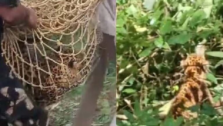 അമ്പൂരിയില്‍ മയക്കുവെടി വച്ച് പിടികൂടിയ പുലി ചത്തു