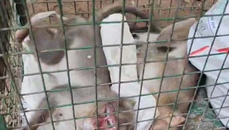 തിരുവനന്തപുരത്ത് വാനരന്‍മാര്‍ കൂട്ടത്തോടെ ചത്ത നിലയില്‍