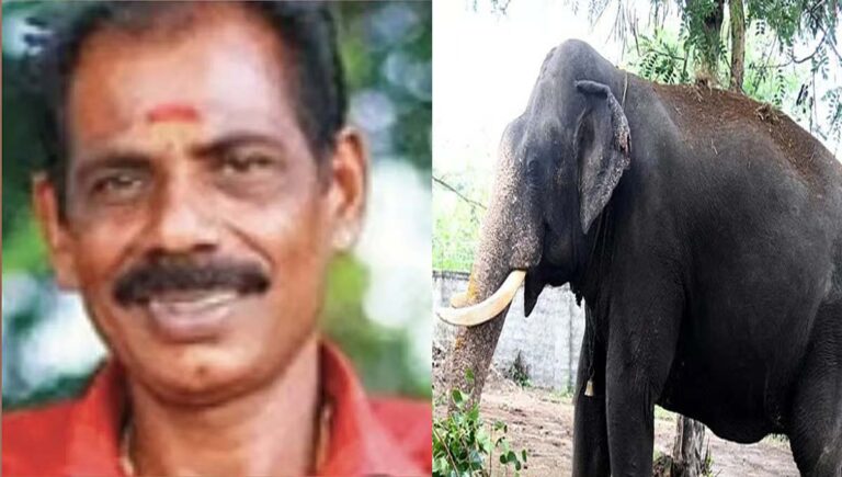 മാവേലിക്കര കണ്ടിയൂര്‍ ക്ഷേത്രത്തിലെ ആനയുടെ കുത്തേറ്റ പാപ്പാന്‍ മരിച്ചു