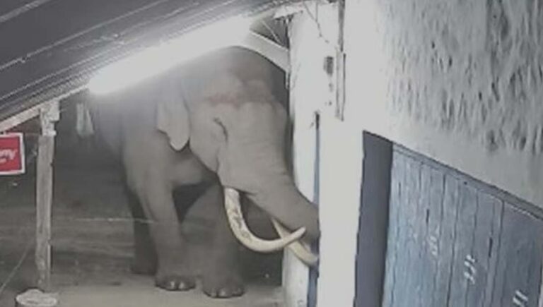 മൂന്നാറിൽ വീണ്ടും പടയപ്പയുടെ പരാക്രമം; വാഹനങ്ങളും വഴിയോരക്കടകളും തകര്‍ത്തു