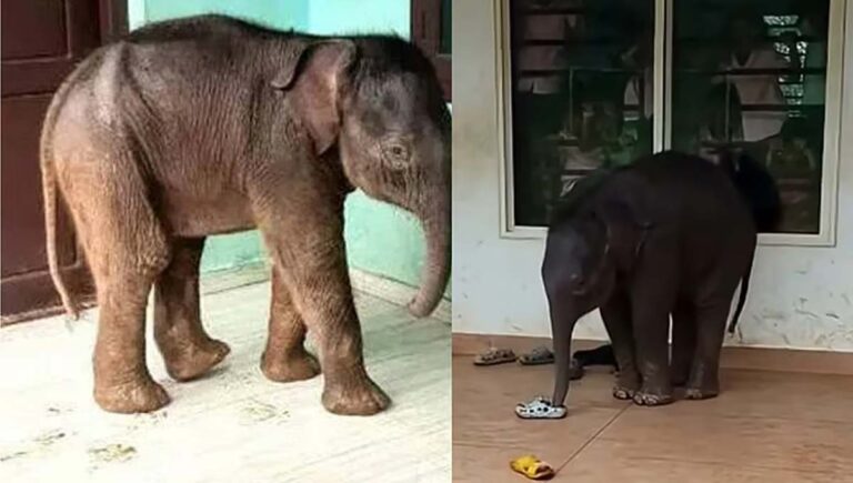 ചേകാടിയിലെ സ്‌കൂളിലെത്തിയ കുട്ടിയാന ചെരിഞ്ഞു